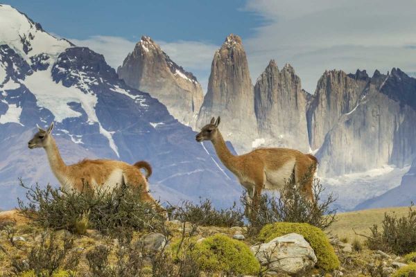 Chile, Patagonia, Torres del Paine Guanacos